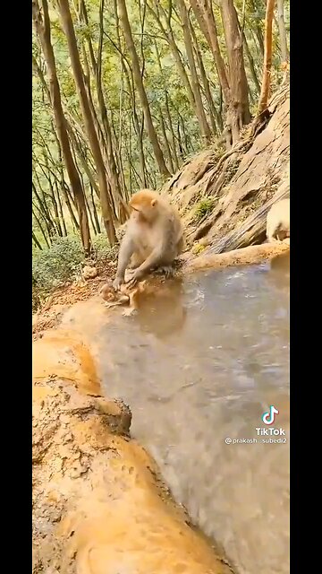 Monkey baby crying 😭😭😭😭