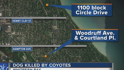 Dog Killed by Coyotes in Whitefish Bay