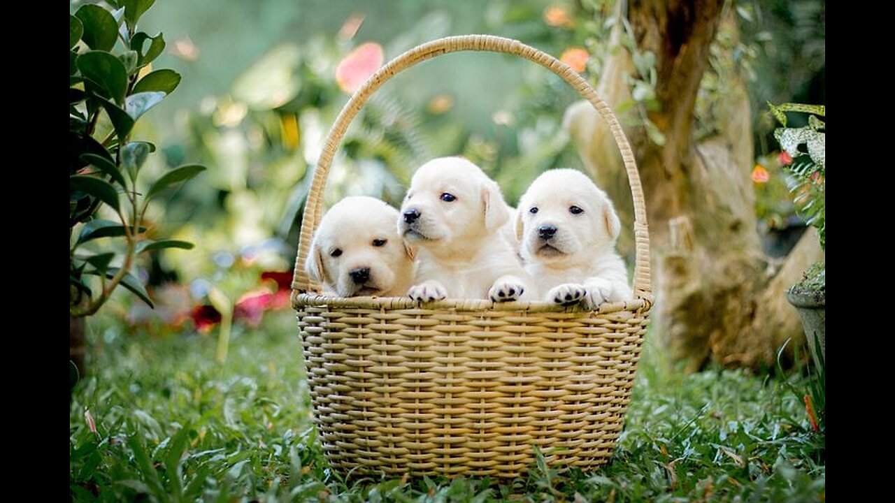 These puppies are so cute #short #puppys