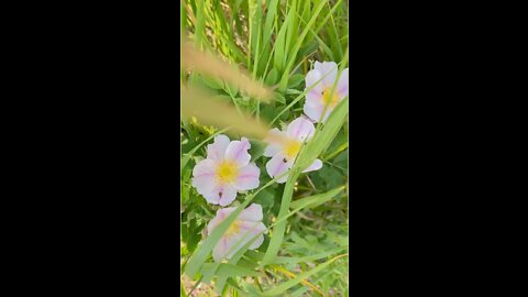 wild Prairie Rose