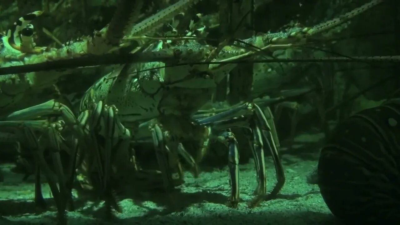 Lobsters Walking Through Green Sea