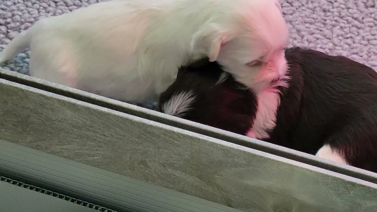 Neah & Nate - Ok.. I'll Be Your Pillow