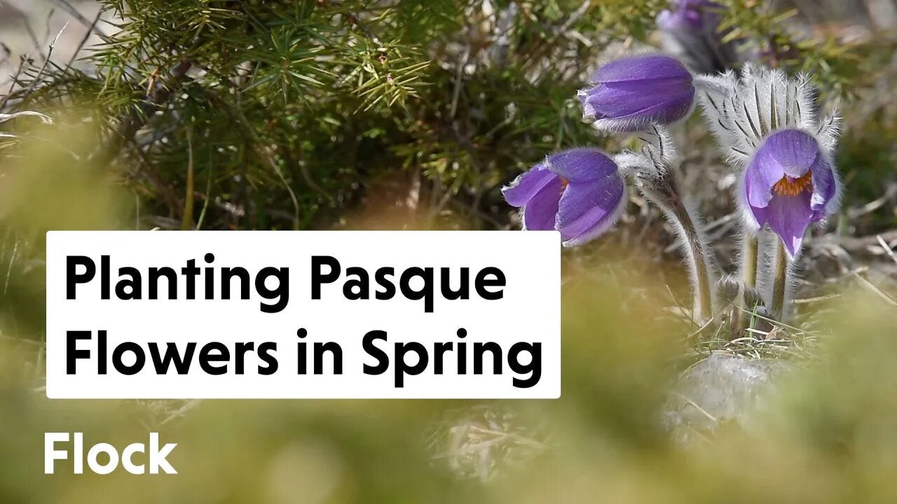 Planting PASQUE FLOWER (Pulsatilla vulgaris) in the Garden — Ep. 165