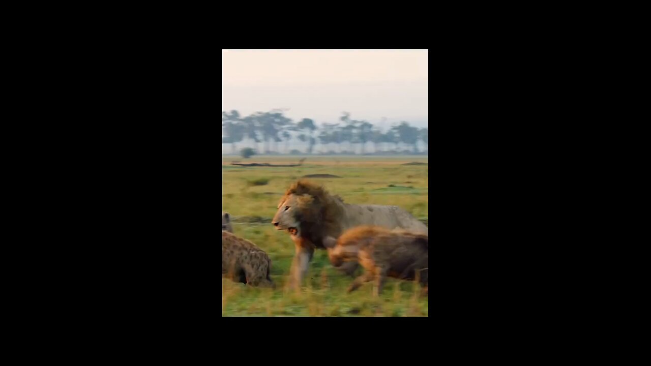 Lion vs Hyena