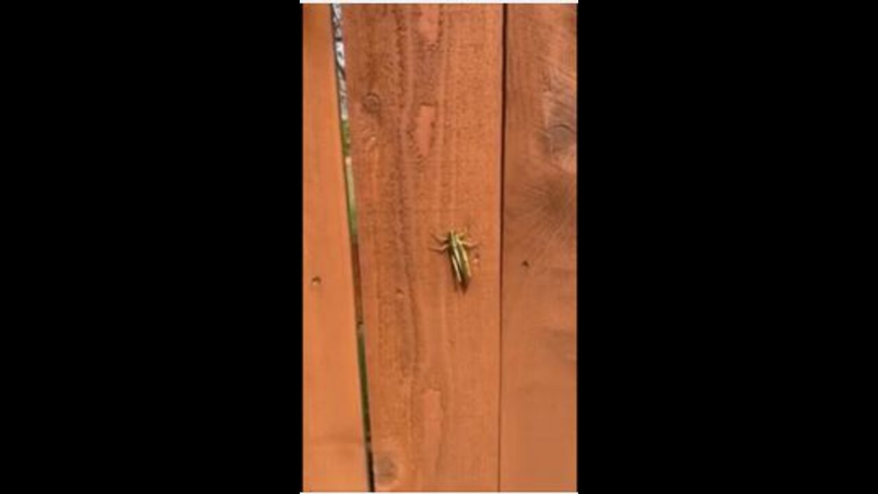 Huge grasshopper on a fence