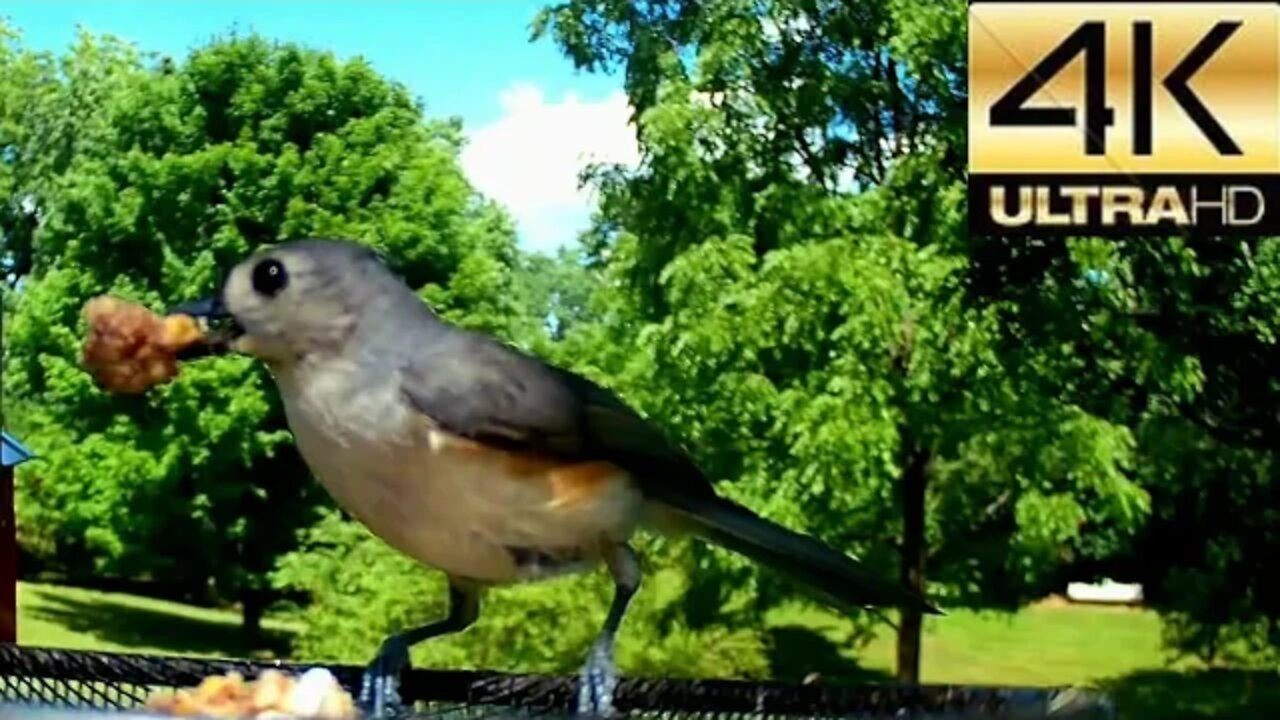 Birdwatching Middle Tennessee, Highland Rim Area