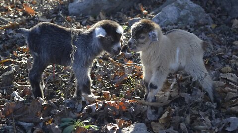 Cooking, shopping, new baby goats