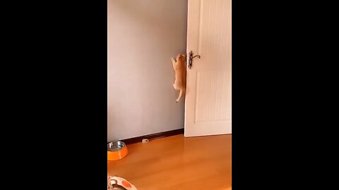 Funny video part 11