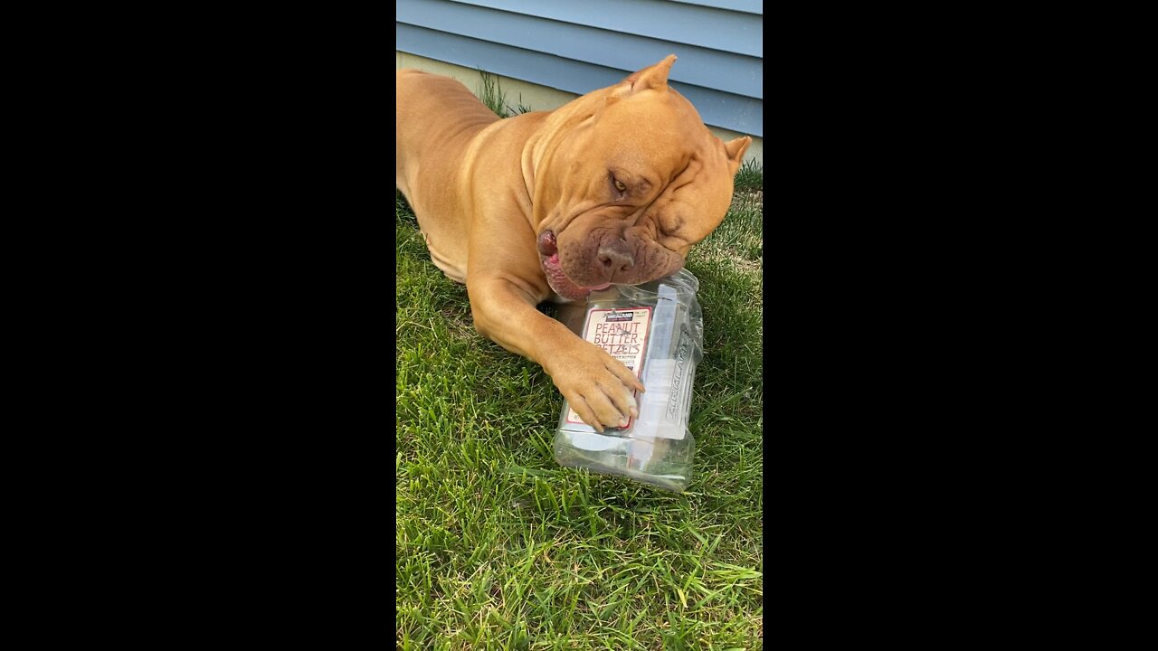 MASSIVE Pit Bull loves “PB Pretzel” container as chewy toy! 🦁😋😆