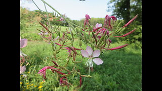 Showering Your Heart With Beauty Biennial Beeblossom Sept 2024