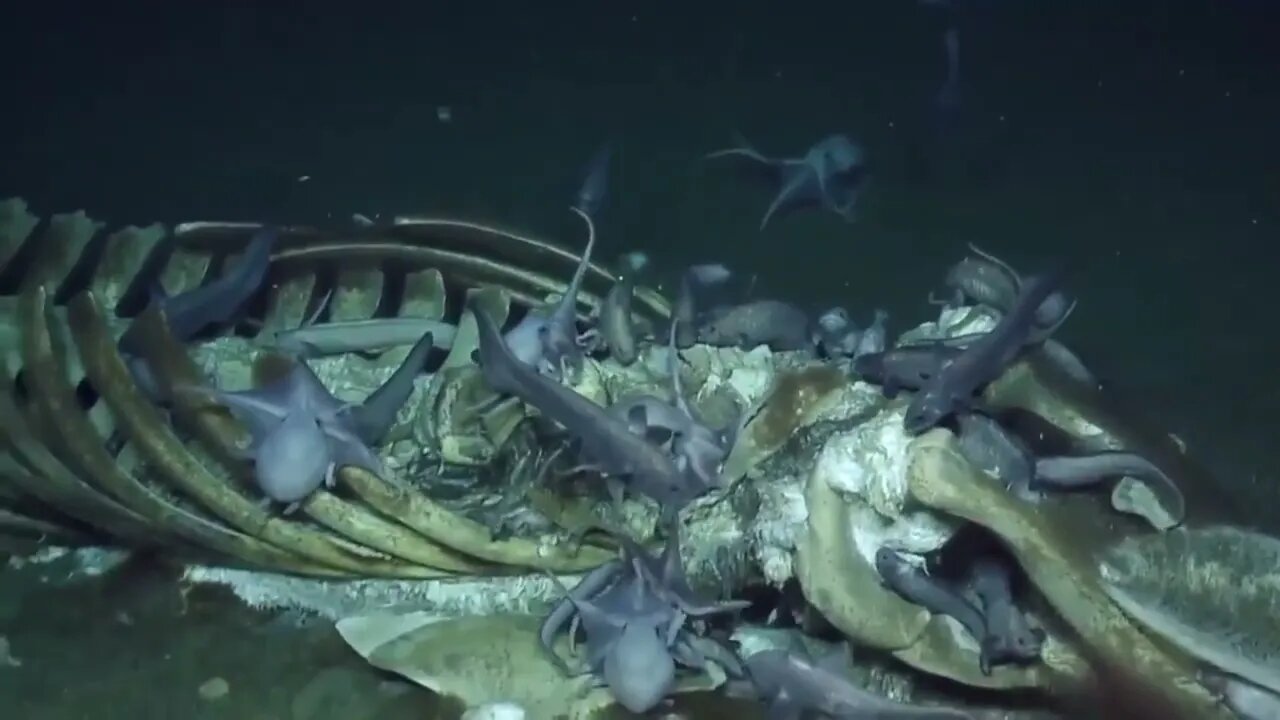 Octopuses & Whale Corpse