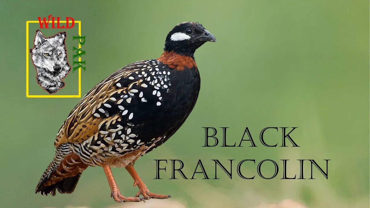 Black Francolin | Kala Teetar #wildlife #francolin #naturephotography #naturelovers #Wildpak