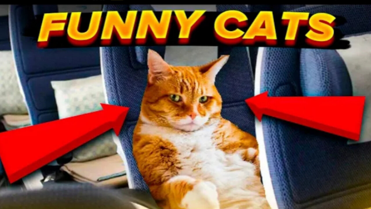 FUNNY CAT VIDEOS 2023. FUNNY CAT COMILATION. #funnyanimals #cats #cat #funnycat