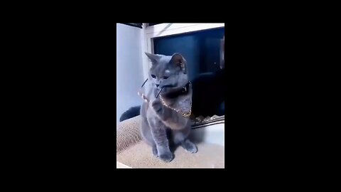 Funny cat dancing video