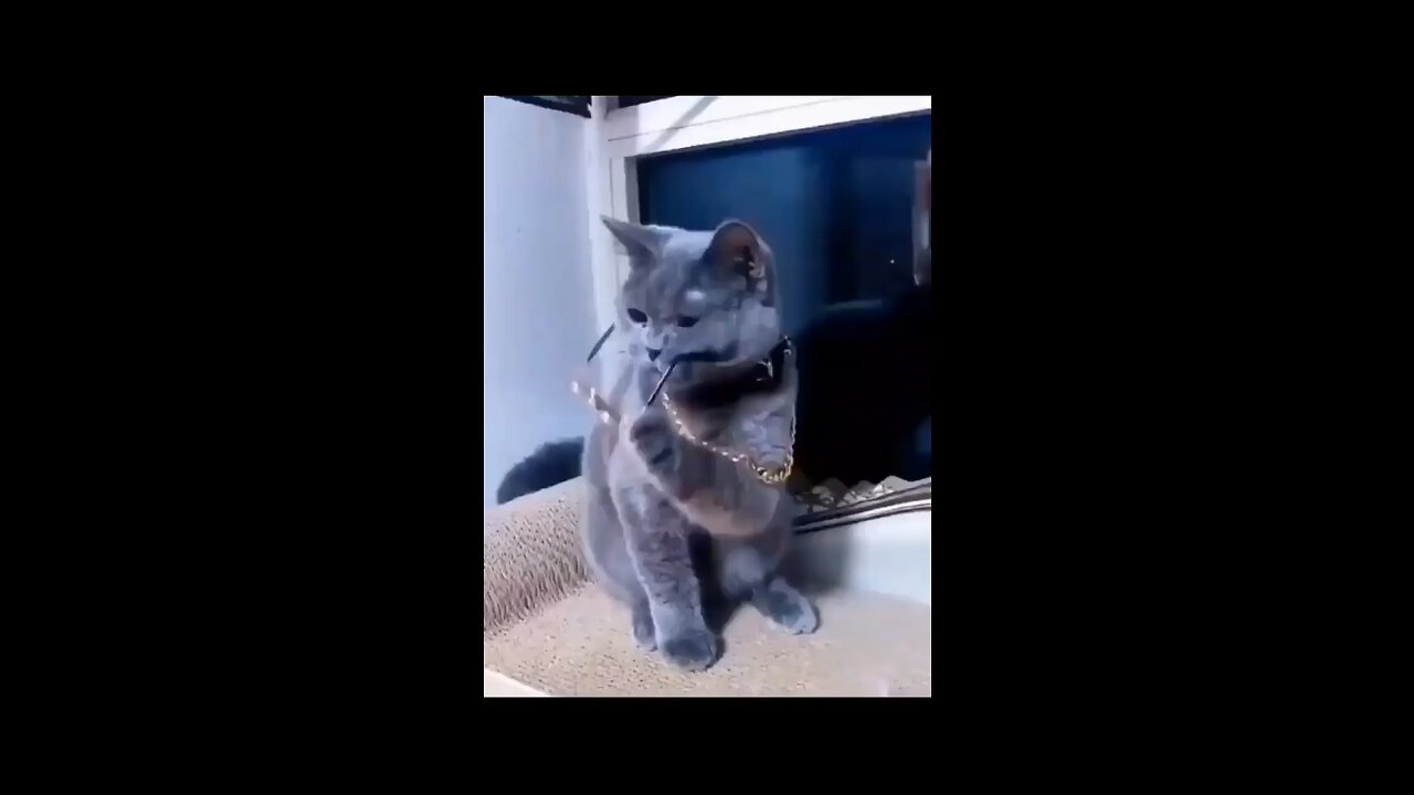 Funny cat dancing video