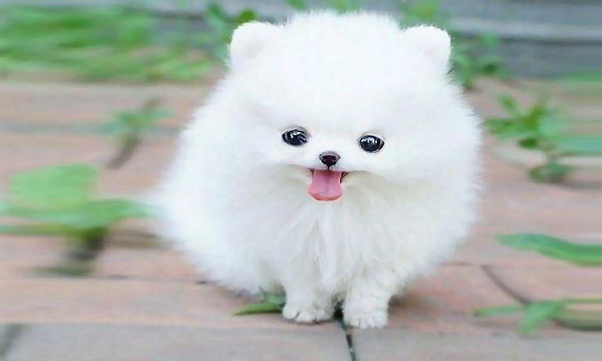 Cute baby dogs dance | Adorable Puppies Showing Off Their Moves | Animal Vised