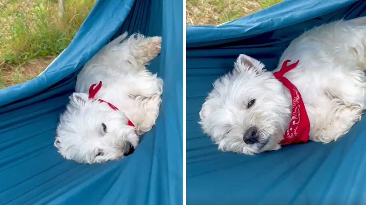 Sleepy Westie Pup Adorable Naps In A Hammock