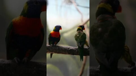 birds 4k video,| birds status, #shorts #birds #pickpick