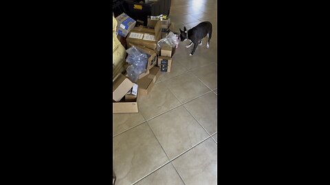 Pets Packing Playtime #Persian #Frenchton #Playtime #4K #DolbyVisionHDR