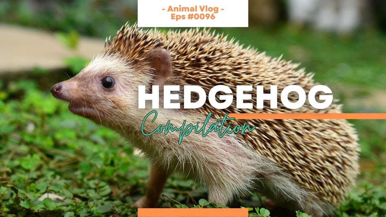 Hedgehogs 🦔🌳🌸 Video Compilation of God's Prickly Creatures