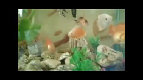 Fish Collection. Indoor and Outdoor-012