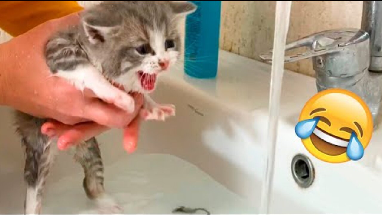 Funniest Animal Videos😂 - Best Cats😹 and Dogs🐶 Videos 2023