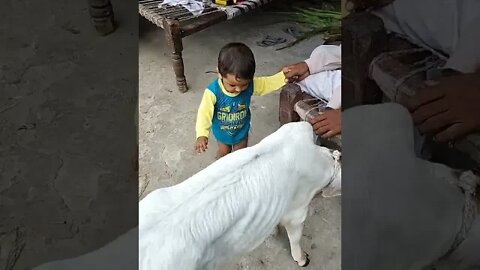 arnika play with calf