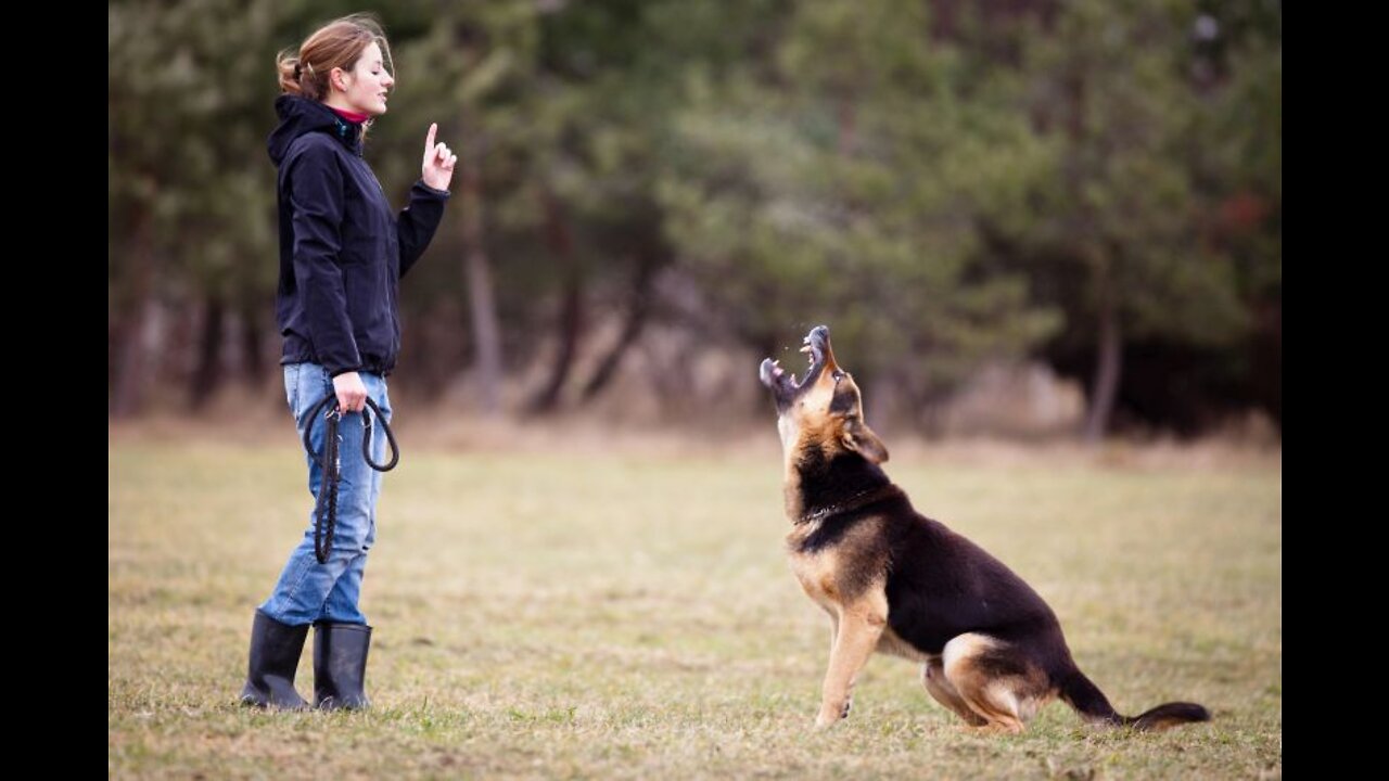 How To Make Dog Become Fully Aggressive With Few Simple Tricks