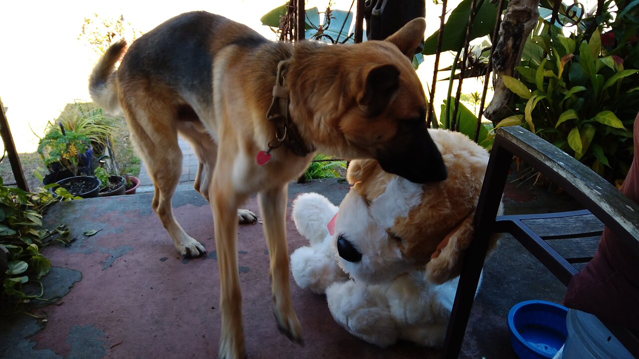 When Your Dog's New Girlfriend Shows Up At Your Front Door...