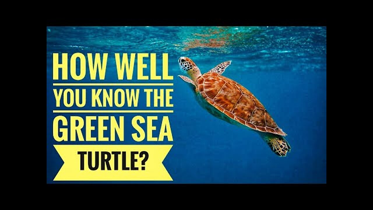 Green Sea Turtle || Description, Characteristics and Facts!