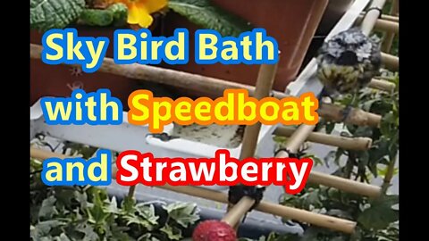 Blue Tit Sky Bath with Strawberry and Speedboat View