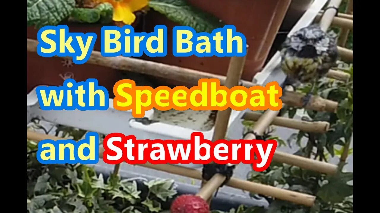 Blue Tit Sky Bath with Strawberry and Speedboat View