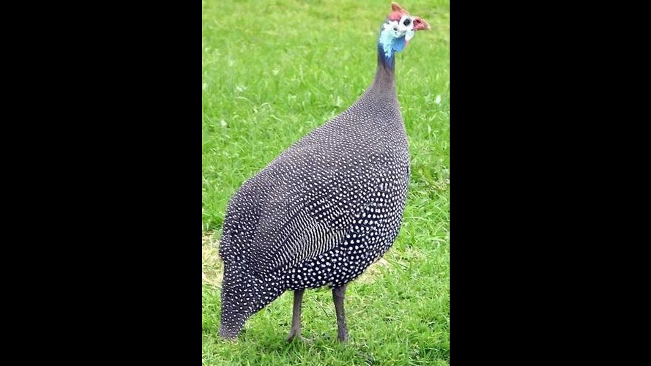 guinea fowl