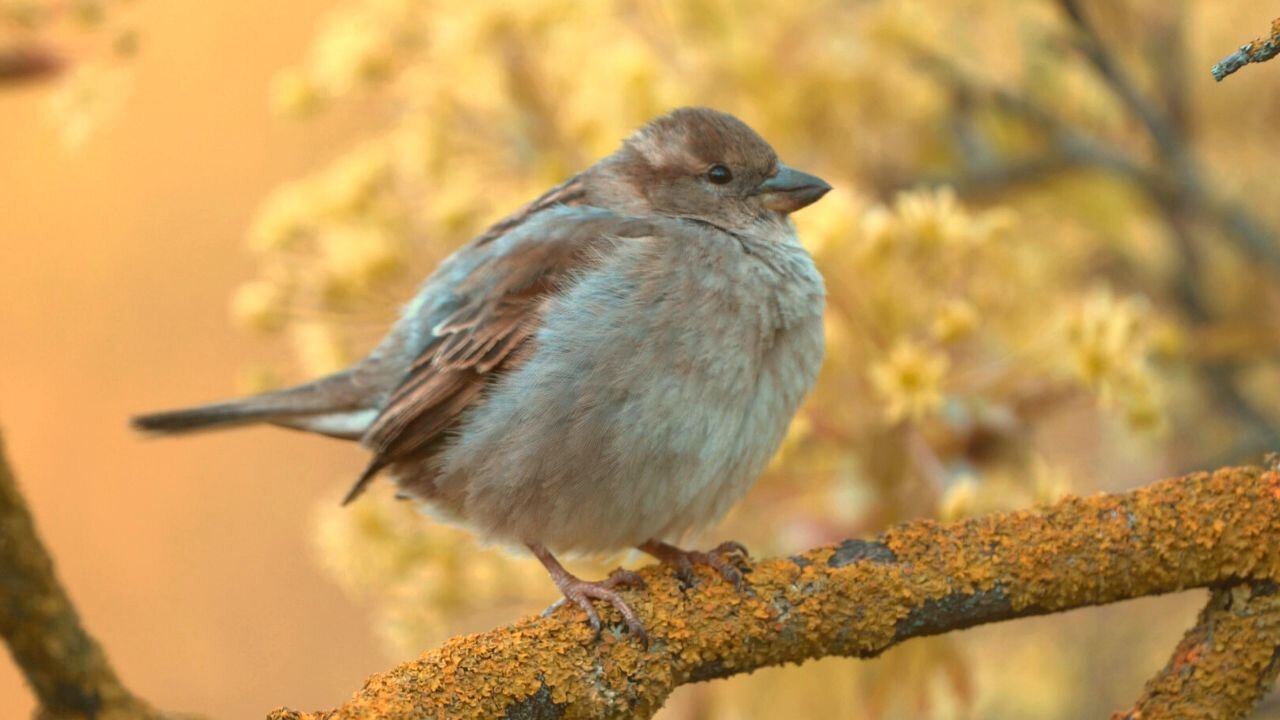 Fluffball Female House Sparrow Jumping Around On A Branch