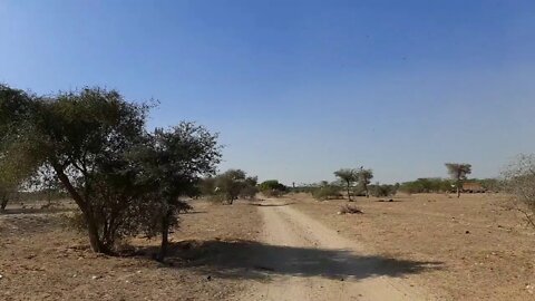 Thar desert vulture safari