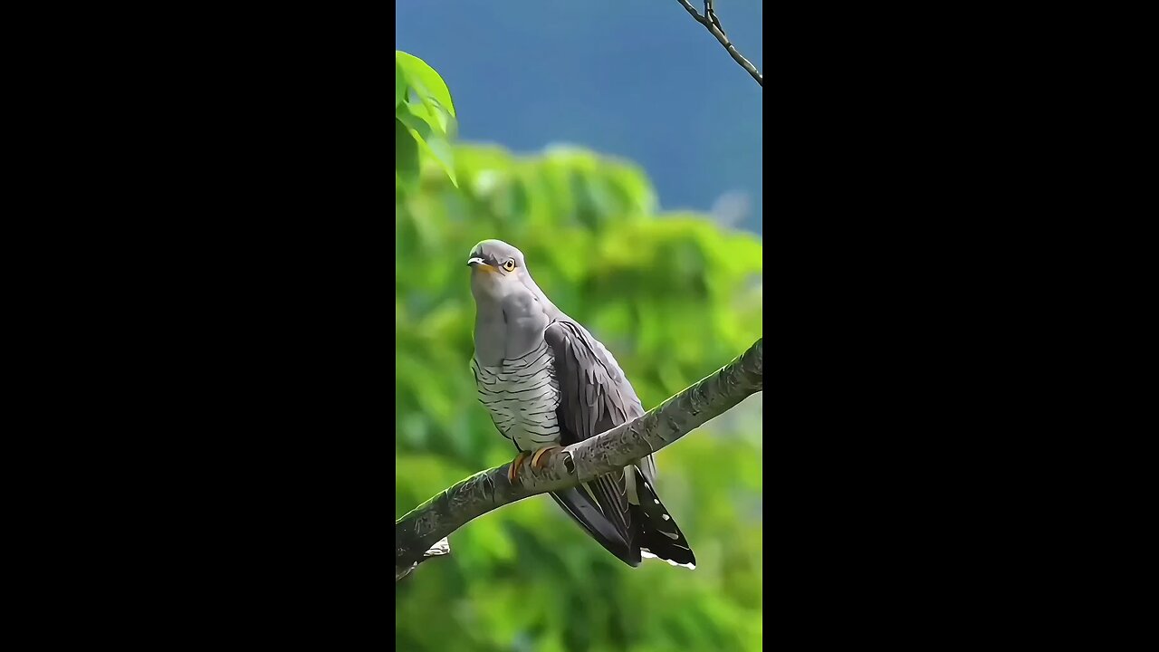 The Birds Shorts