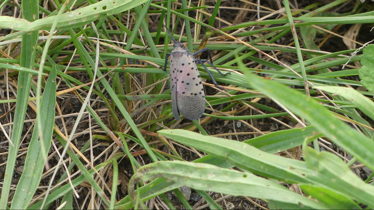 SPOTTED LANTERNFLY