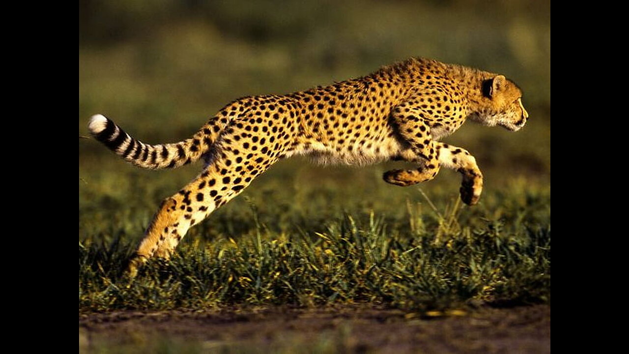 Cheetah Running in Jungle