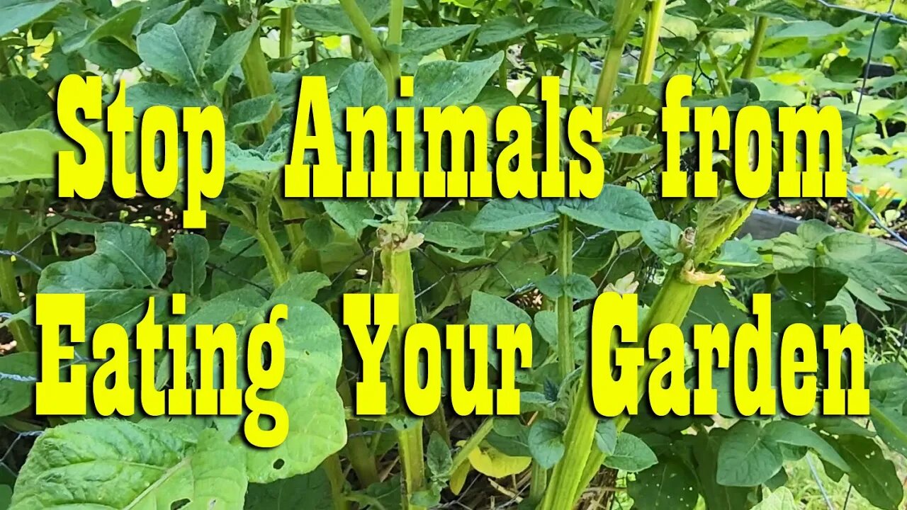 Keep Animals out of the Garden ~ Garden Tip