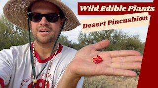 Edible Wild Plants, Desert Pincushion