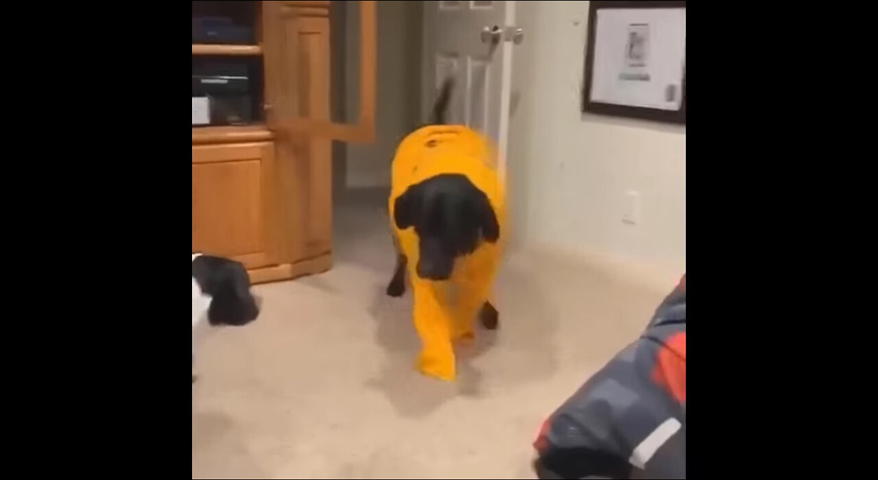Funniest cats and dogs videos 2024 🤣🤣
