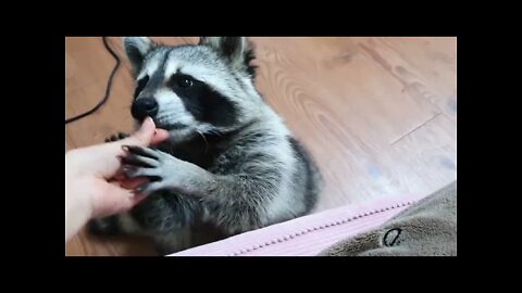 Pet raccoon learns how to adorably beg for treats