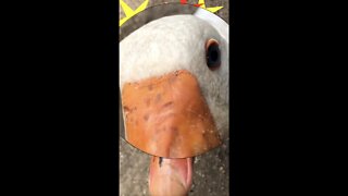 Edwin the goose attacks owner