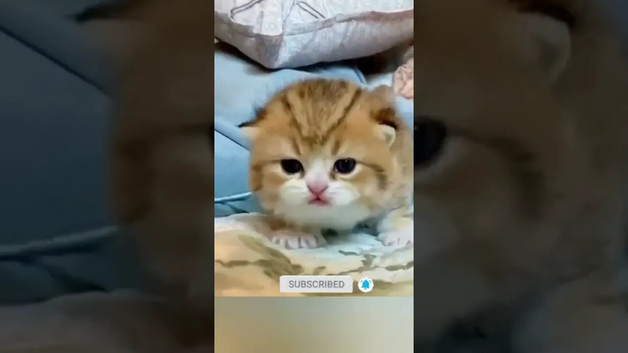 funny cat videos | cute cat videos| cute animals funny cats #shorts #shortsfunny #cutecat #funnycat