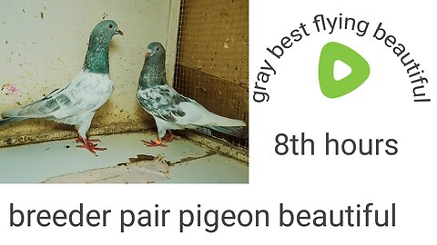 Gray breederpair pigeon beautiful tadeey