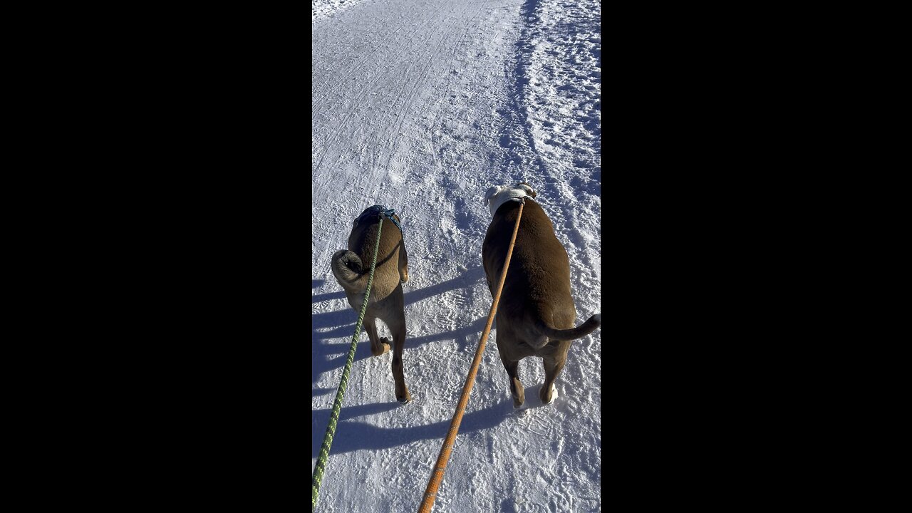 Winter wonderland with the puppies🐶