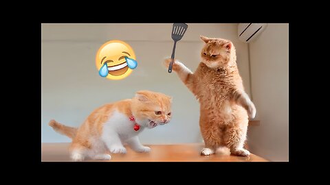 Funniest Animals 😂 Funny Dogs and Cats Video (2023) Part-1