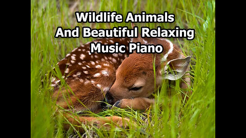 Wildlife Animals and Beautiful Relaxing Music Piano