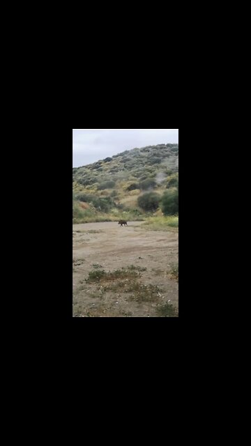 My dog saw a wild boar