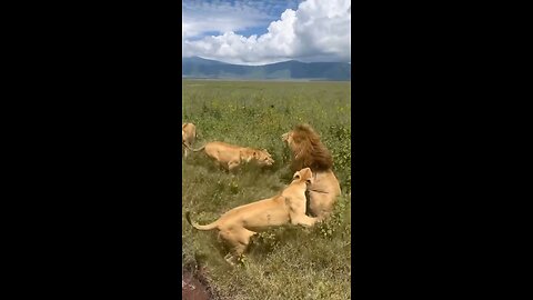 Male Lions Of The Ngorongoro Crater And Their Lionesses Who Aggressively Push Them Away